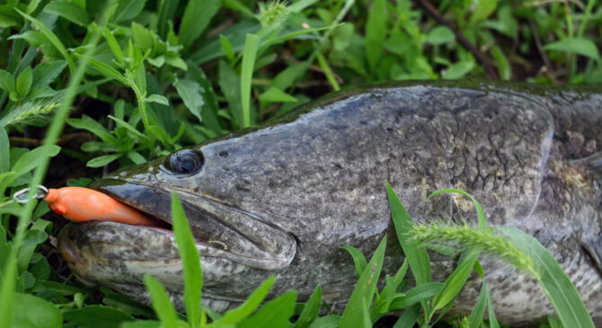 淵沢川の魚