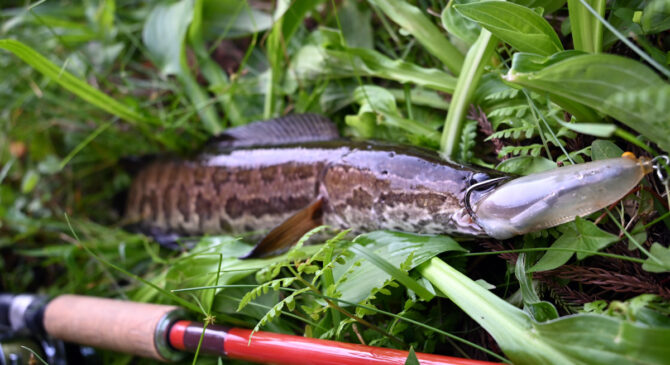 若い魚